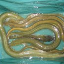 비장어 장어 이미지