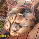 붕어의 신 이미지