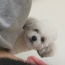 강남펫살롱 이미지