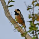 아산의 곤줄박이(Varied tit) 이미지