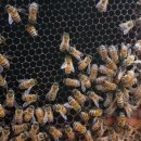 여왕벌민박 | 강원도 횡성군의 농업회사법인에서 만난 벌과사람 토종벌꿀