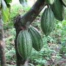 카카오(cacao) 이미지