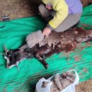 명품염소농장 이미지