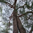 순흥면 보건지소 이미지