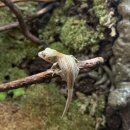 파충류샵 스마일게코 이미지