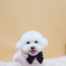 강아지 미용 이미지