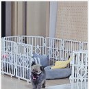 퍼피애견샵 이미지