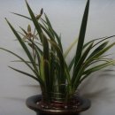 꽃보다 보세 이미지