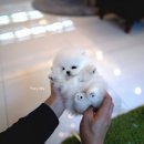 화이트 켄넬 이미지