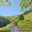 동산다원 | [전남 보성] 대한다원 ,녹차밭 기념품(만족)