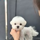 루이앤독 이미지