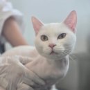 미미캣살롱&고양이호텔 이미지