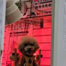 더독동물병원 이미지