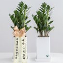 집안 분위기 살리는 화초기르기 | 돈나무 키우기 물주기 키우는 방법, 2026년 거실에 키워본 후기