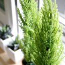 뽕자김밥 이미지