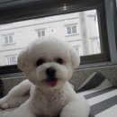 왓숑미용 이미지