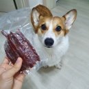 오도독캣 | 오도독캣 오리야채스틱으로 엎드려훈련하기 +댕가렛트 오리통다리 송아지목뼈 오리목뼈 급여후기