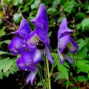 투구꽃1(2020/12/28, Any Dream Will Do / Phil Coulter) 이미지