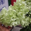 한국통닭 이미지