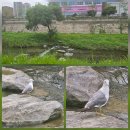 영화산책 | [영화산책] 메가박스 동대문 산책 가는길(정릉천, 청계천), 영화 &#39;머티리얼리스트&#39; 영화정보 및 관람후기