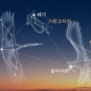 백조농장(2) 이미지