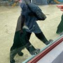 피서농장 | [강원도] 버려진 동물 1,200마리로 만든 동물원 강릉쌍둥이동물농장