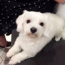 안산동물병원 이미지