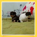 나무타는고양이 구경하는강아지 이미지