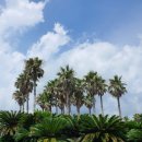 중문대포주상절리대 이미지