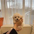 은아 펫 타운 이미지