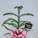 네일카리아 이미지