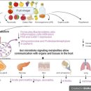 Re: 과일 식초의 항염증 효과. 발효 탐구 ...2023 이미지