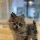 테일러퍼피 이미지