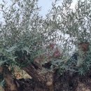 거목농장 이미지