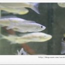 디스커스코리아 이미지