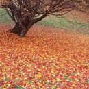 꽃피는날 이미지