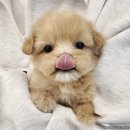 퍼피블랑 이미지