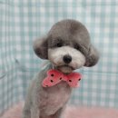 우주펫애견미용 이미지