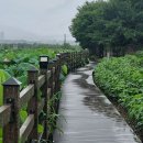 대구광역시 달성군 잠룡산-달성보 코스/2025.7.29.화 이미지