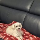 가족독채펜션편한대로 이미지