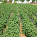 감자서리 이미지