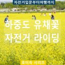 대구 여행 하중도 유채꽃단지. 보리밭 금호강 자전거 여행코스 이미지