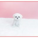 꼬마애견샵 이미지