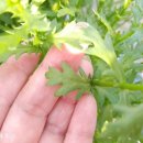 경기둘레길 양평31코스 이미지