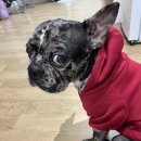 파닭회관 이미지