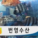 번영수산 이미지