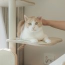 스윗스노우