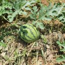 이천농장 이미지