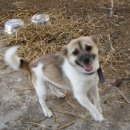 호돌이목장 이미지