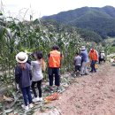 안내초등학교 이미지